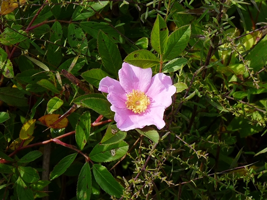 {Rosa palustris}